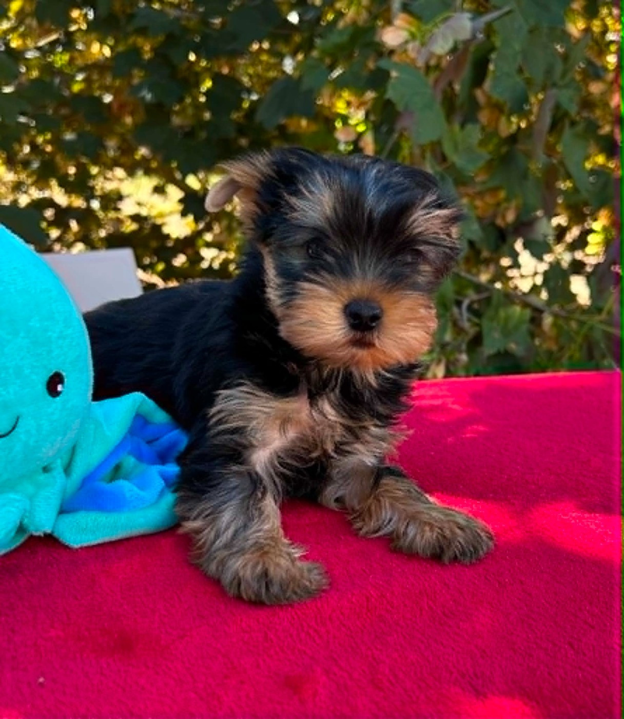Gabéric's - Chiots disponibles - Yorkshire Terrier