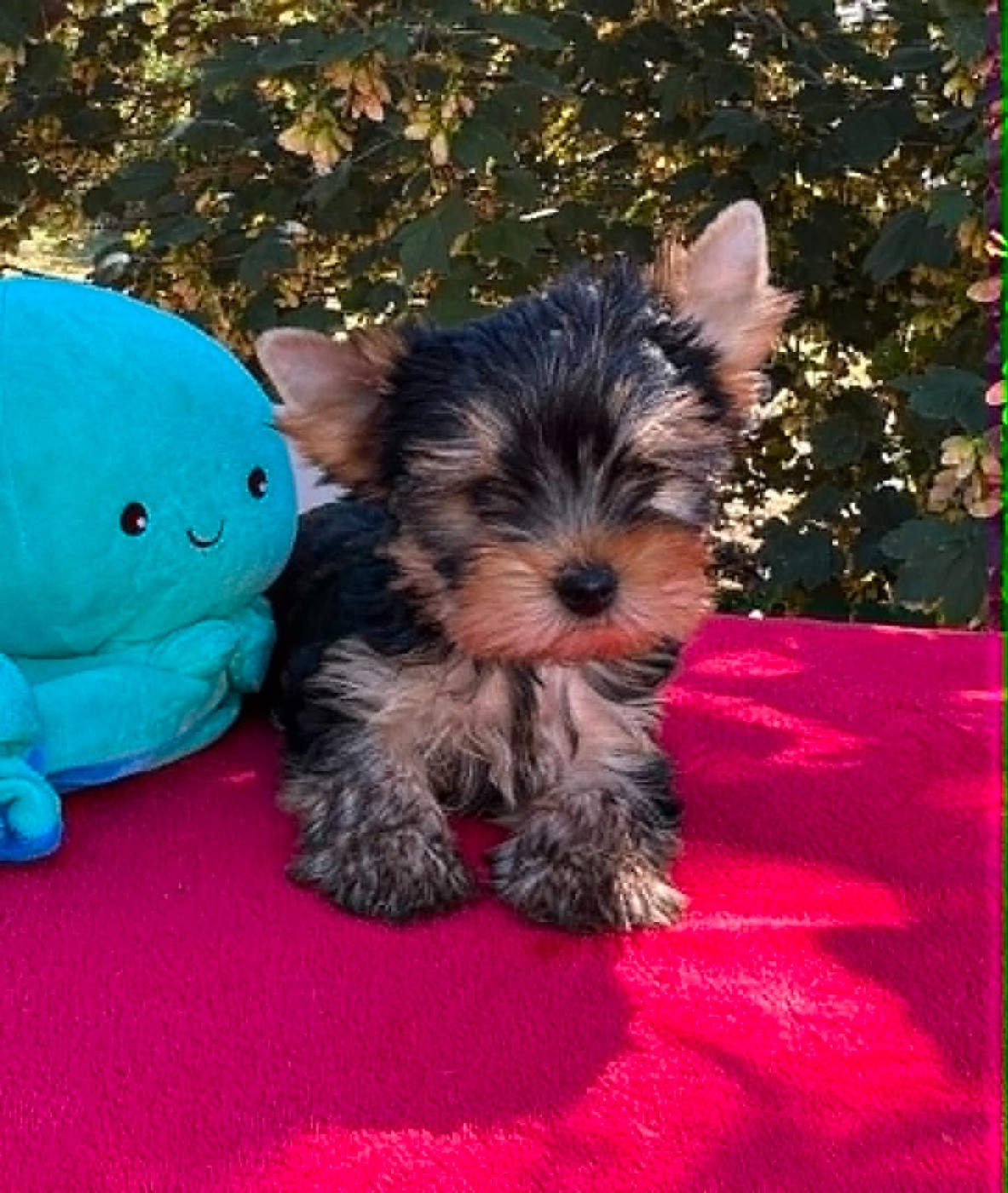 Gabéric's - Chiots disponibles - Yorkshire Terrier