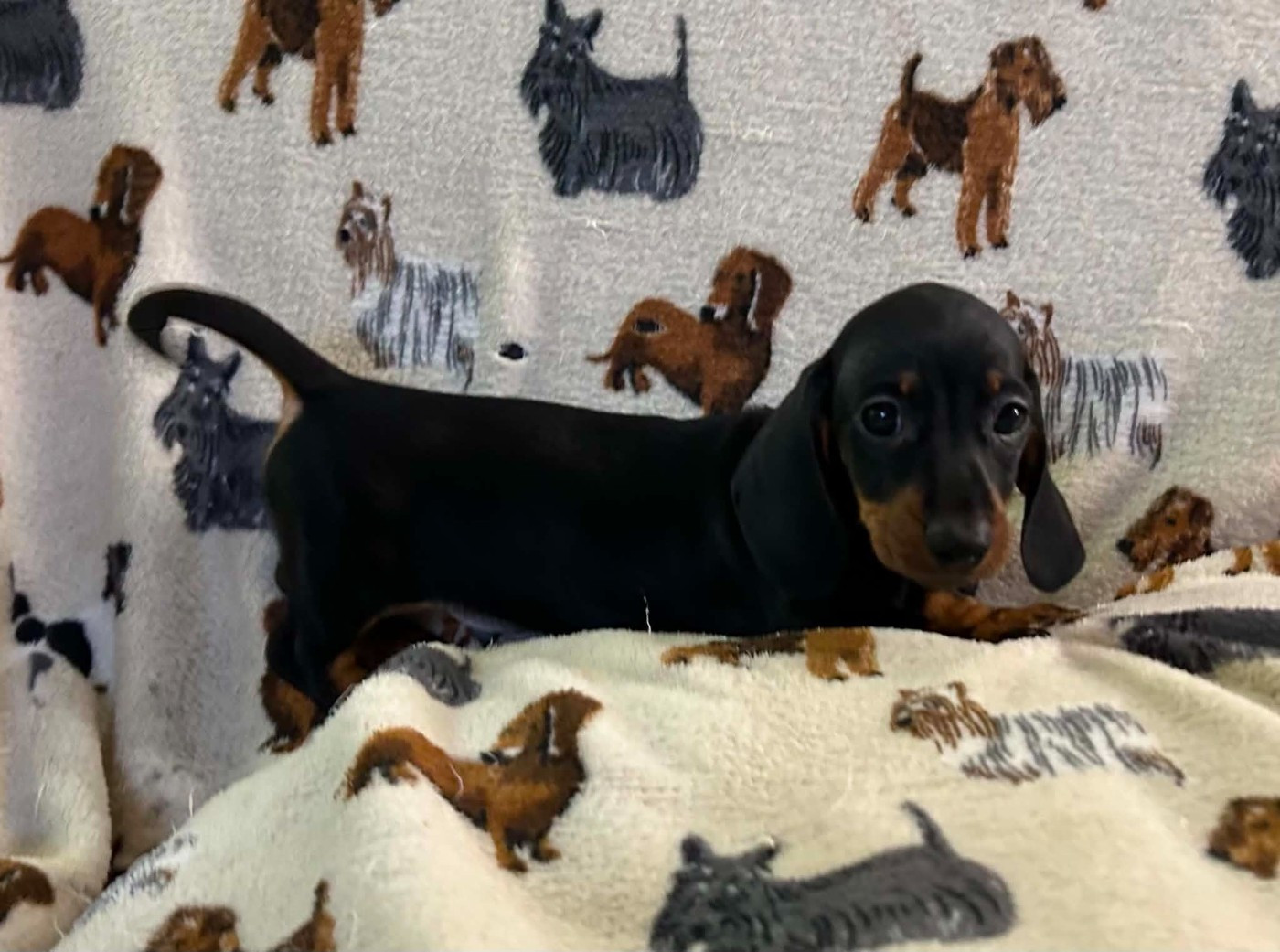 Gabéric's - Chiots disponibles - Teckel poil ras