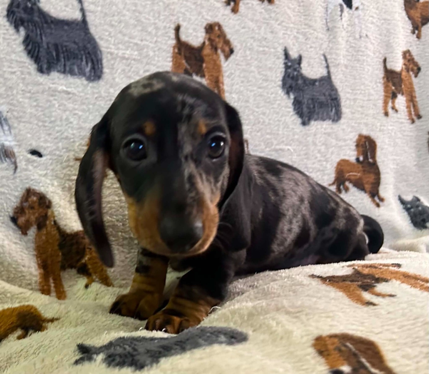 Gabéric's - Chiots disponibles - Teckel poil ras