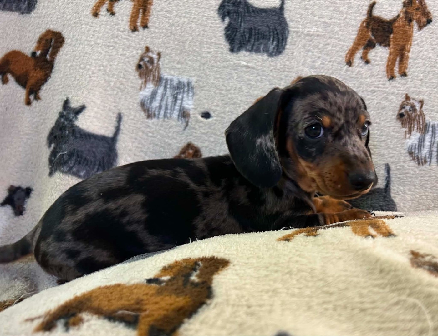Gabéric's - Chiots disponibles - Teckel poil ras
