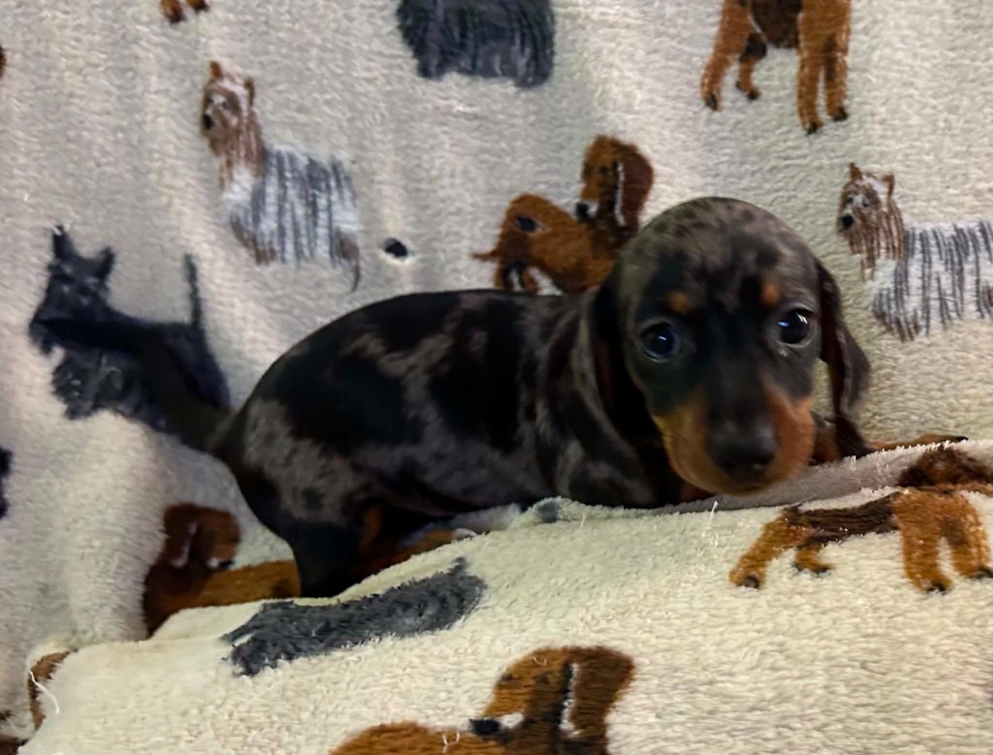 Gabéric's - Chiots disponibles - Teckel poil ras