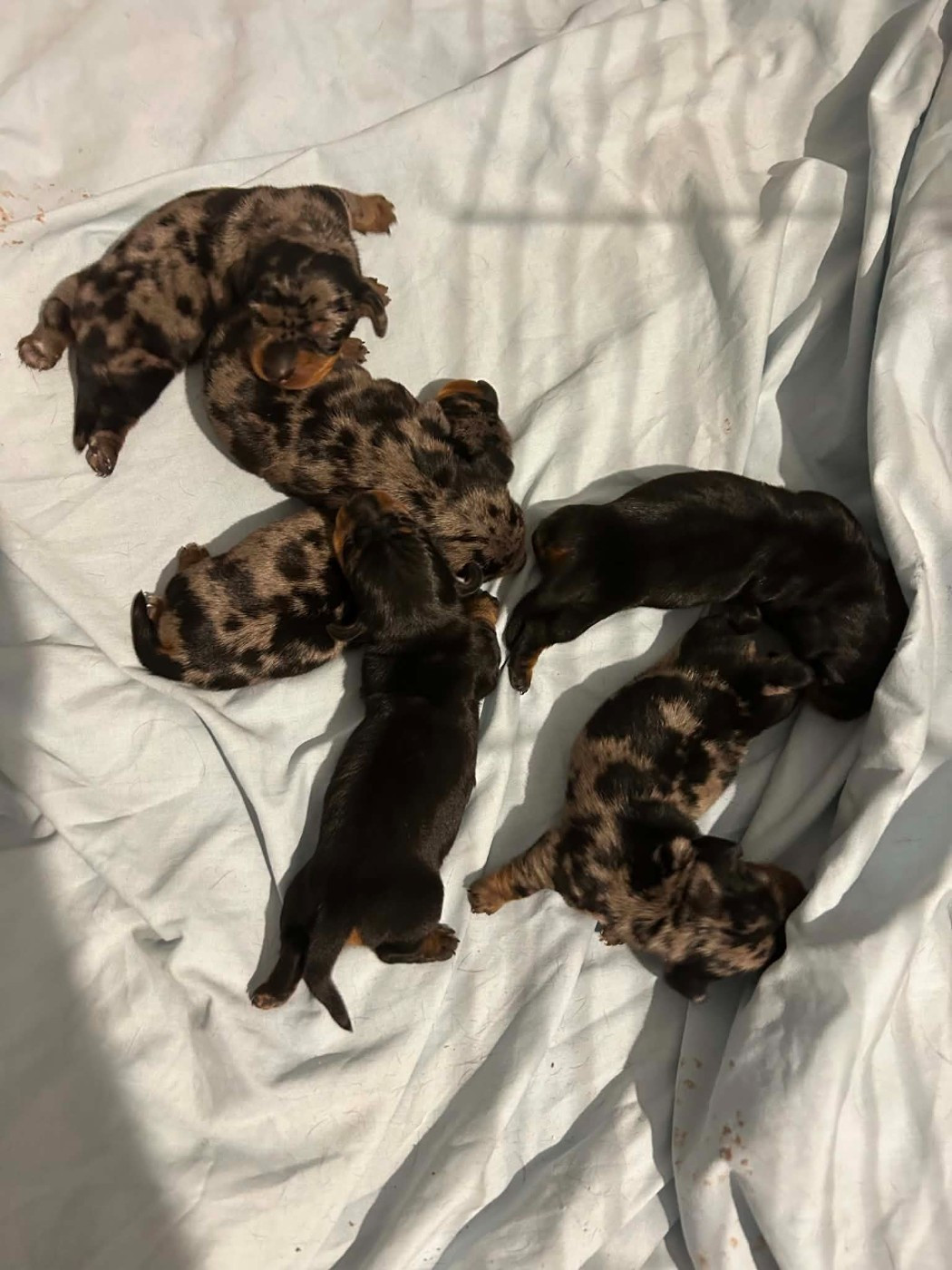 Chiot Teckel poil ras Gabéric's