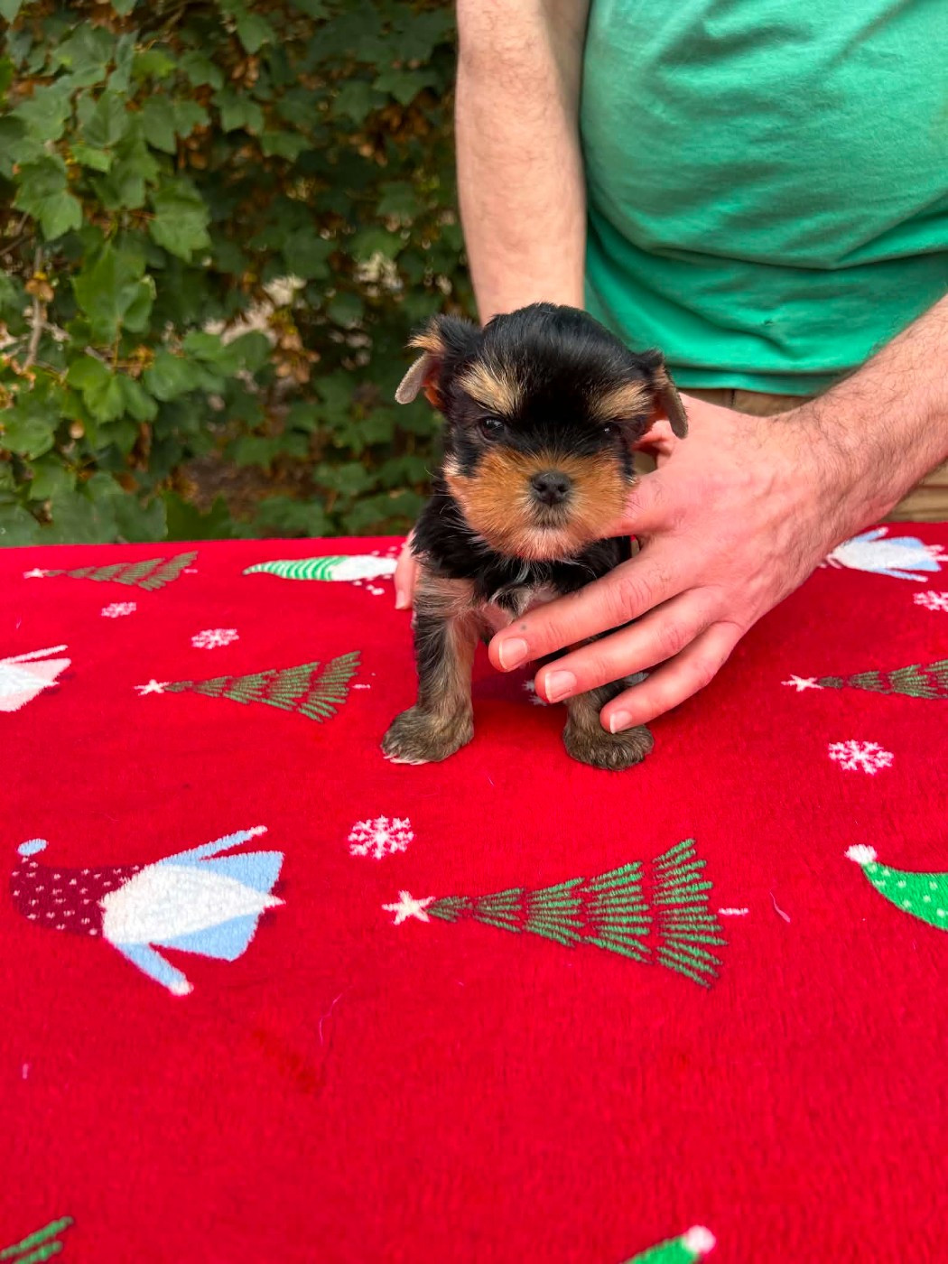 Gabéric's - Chiots disponibles - Yorkshire Terrier