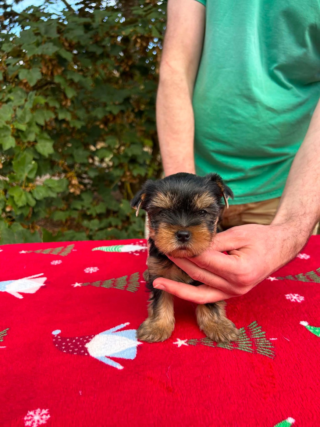 Gabéric's - Chiots disponibles - Yorkshire Terrier