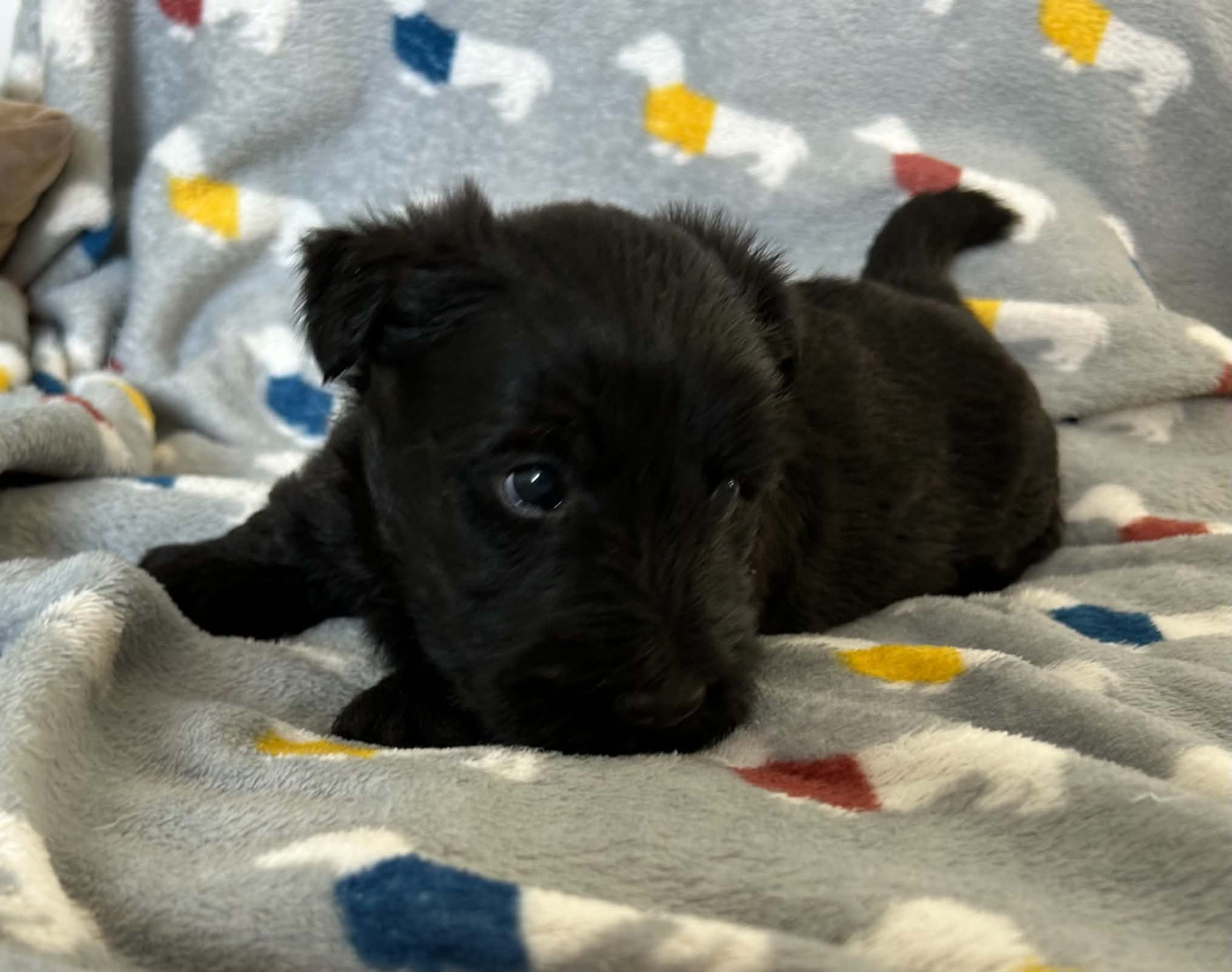 Gabéric's - Chiots disponibles - Scottish Terrier
