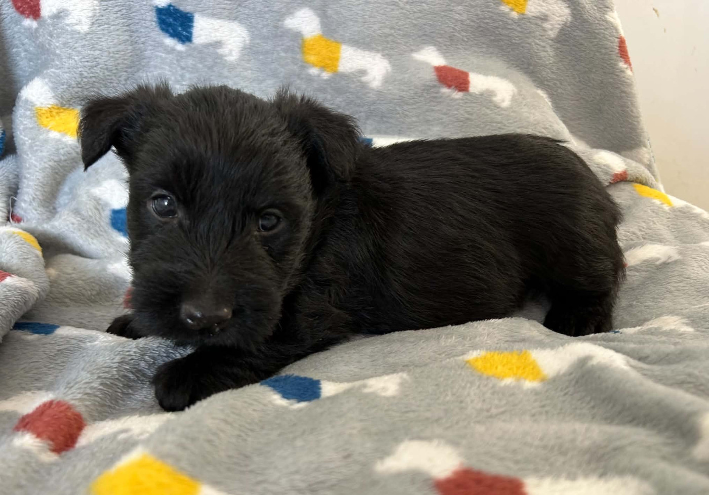 Gabéric's - Chiots disponibles - Scottish Terrier