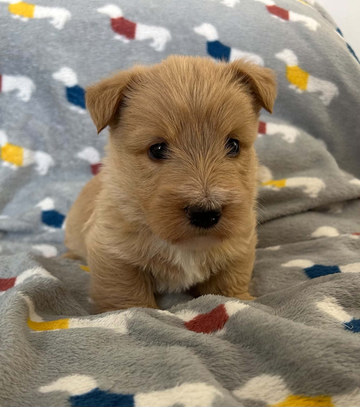 Gabéric's - Chiots disponibles - Scottish Terrier