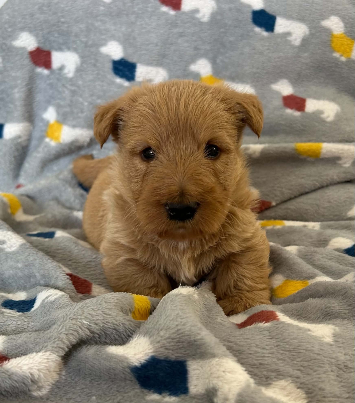 Gabéric's - Chiots disponibles - Scottish Terrier