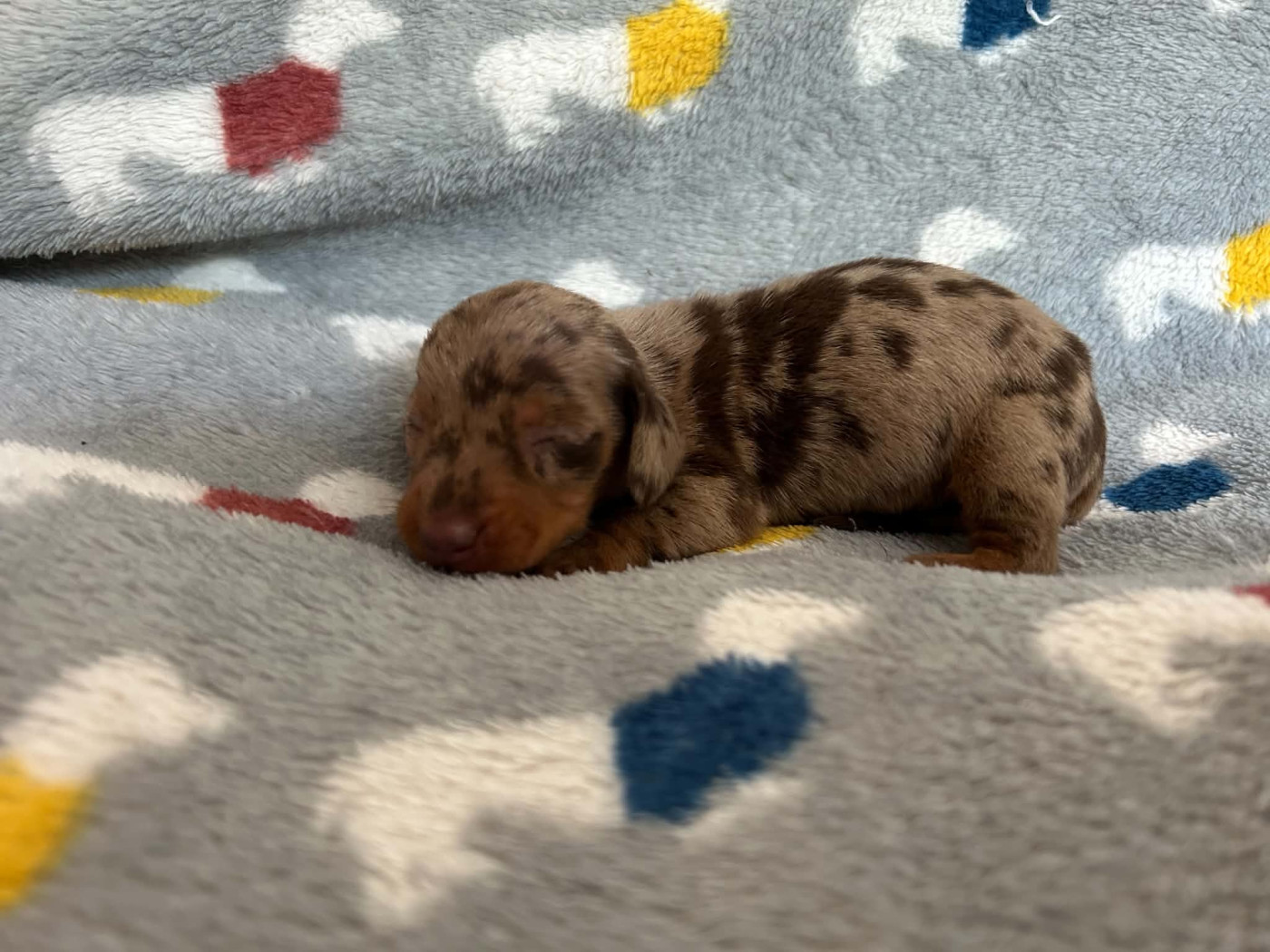 Gabéric's - Chiots disponibles - Teckel poil ras