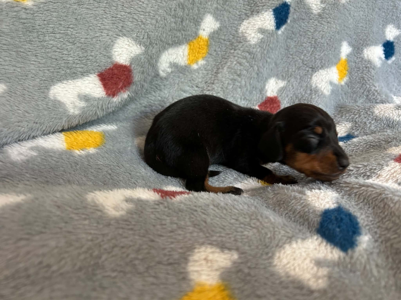 Gabéric's - Chiots disponibles - Teckel poil ras