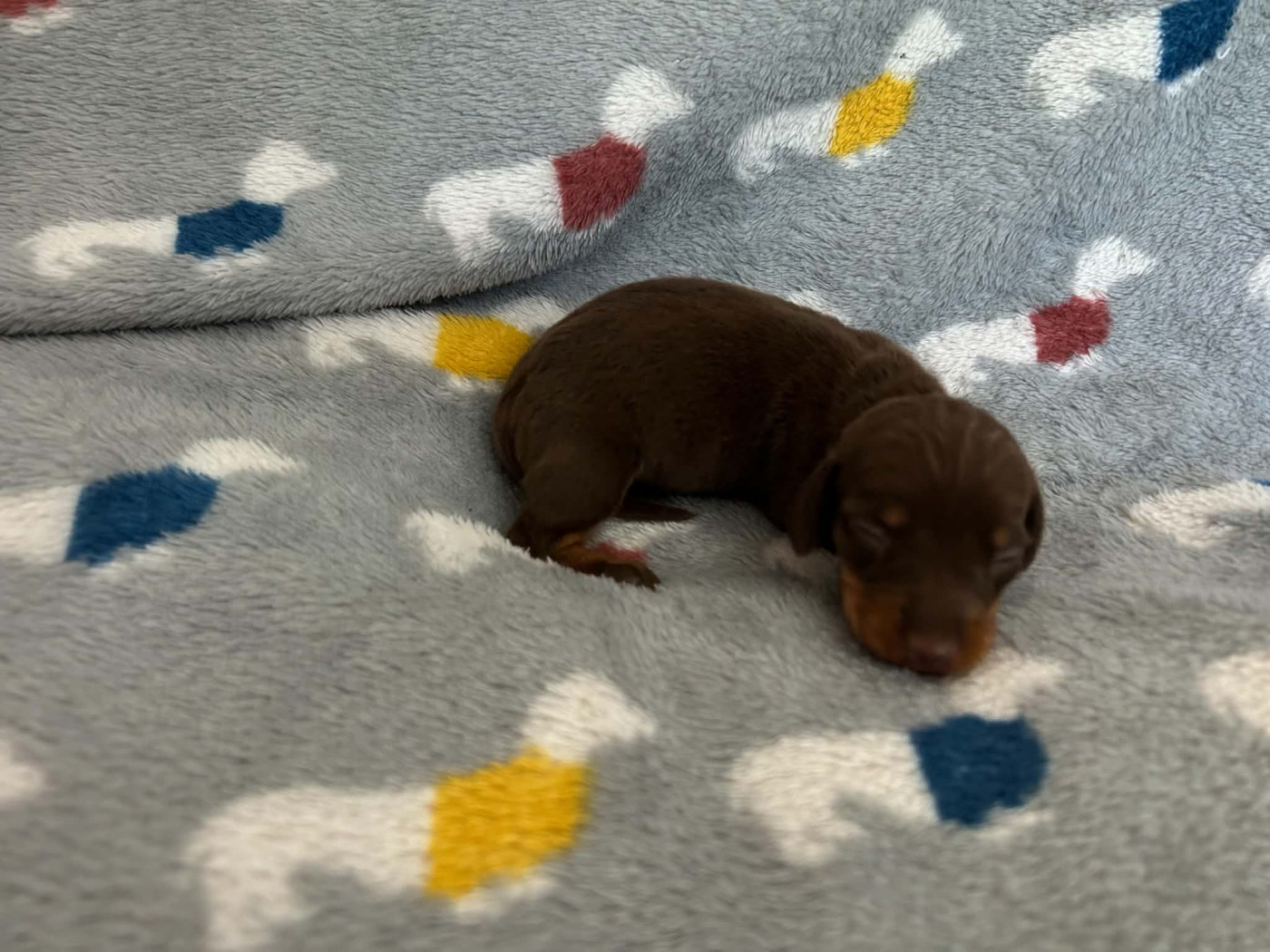 Gabéric's - Chiots disponibles - Teckel poil ras