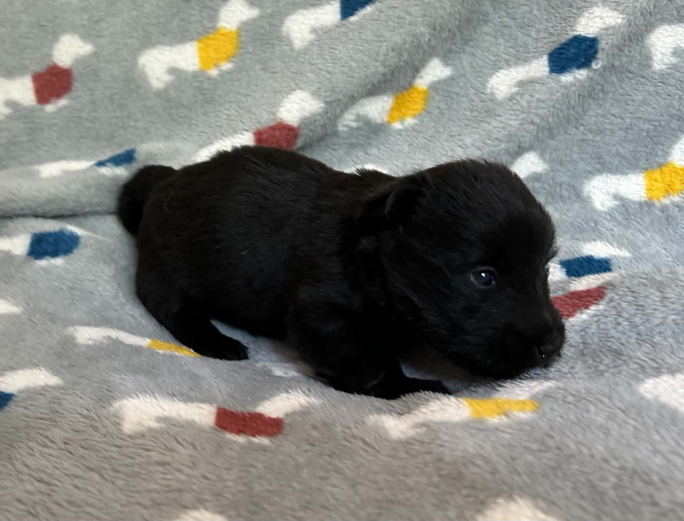 Gabéric's - Chiots disponibles - Scottish Terrier