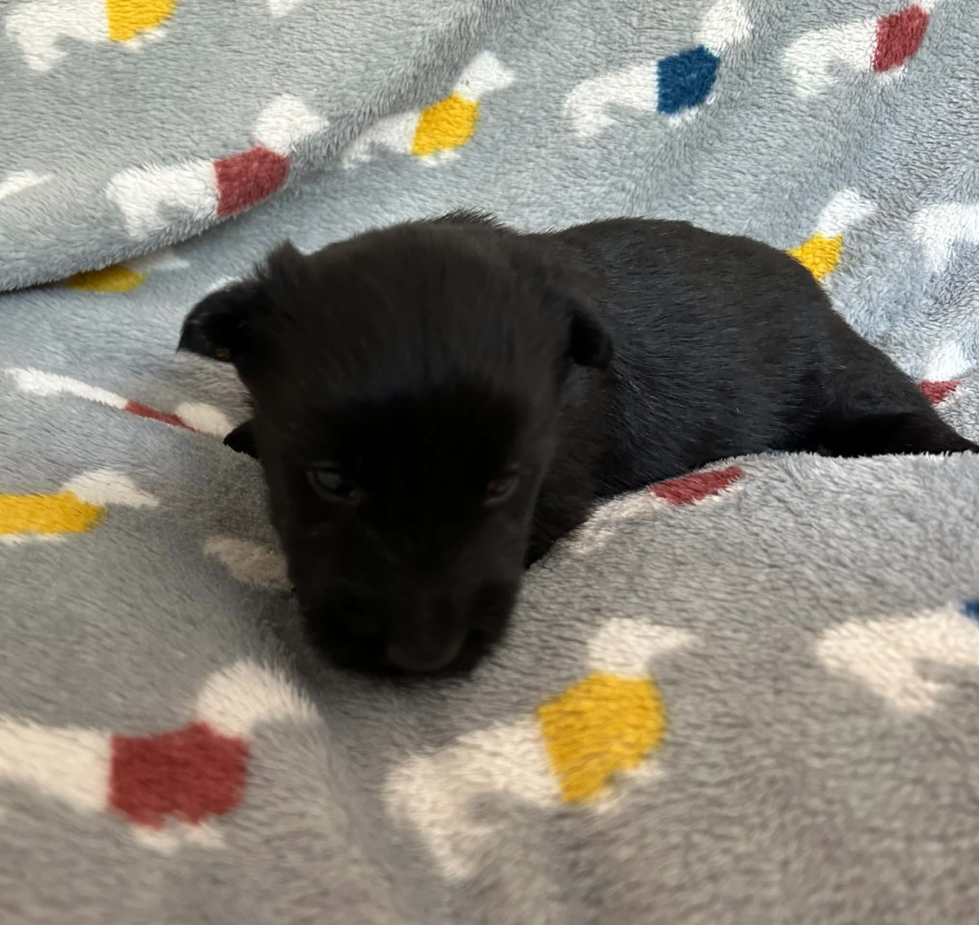 Gabéric's - Chiots disponibles - Scottish Terrier