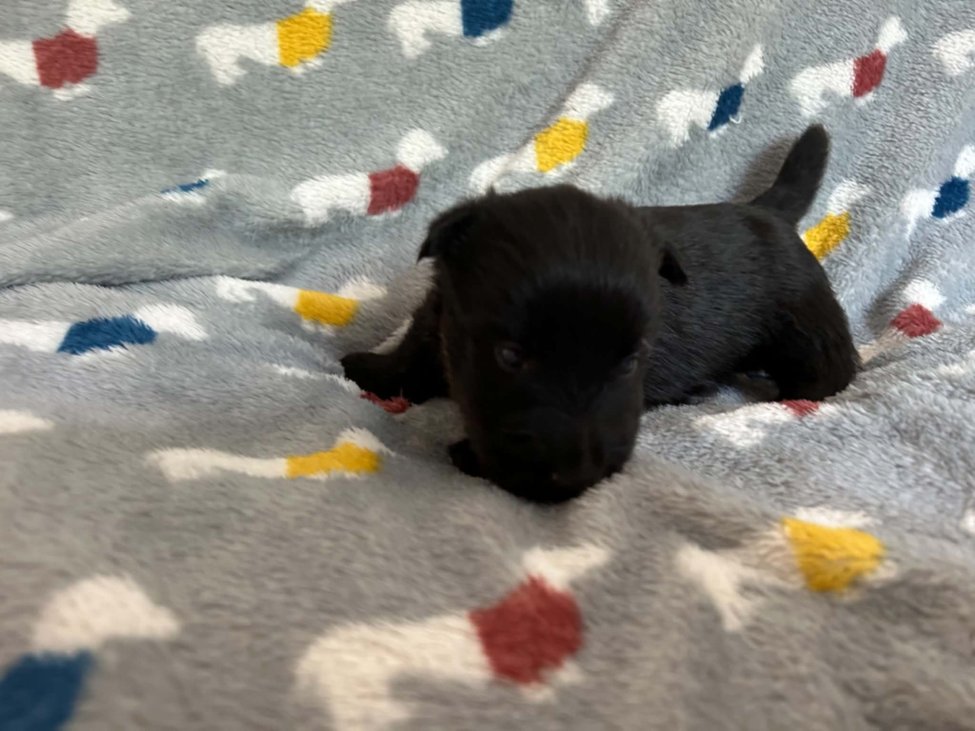 Gabéric's - Chiots disponibles - Scottish Terrier