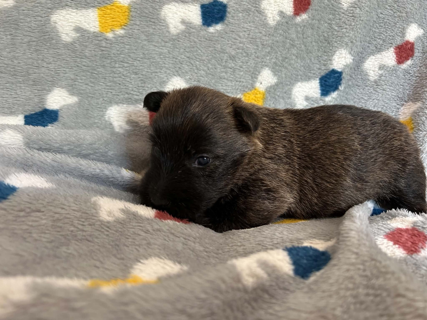 Gabéric's - Chiots disponibles - Scottish Terrier