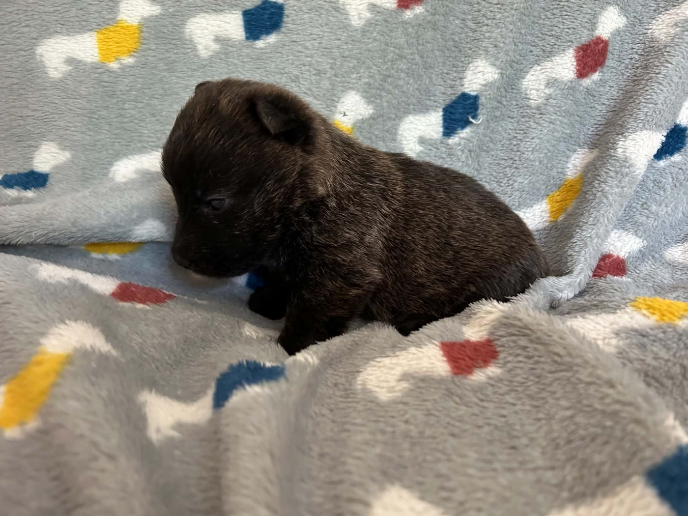 Gabéric's - Chiots disponibles - Scottish Terrier