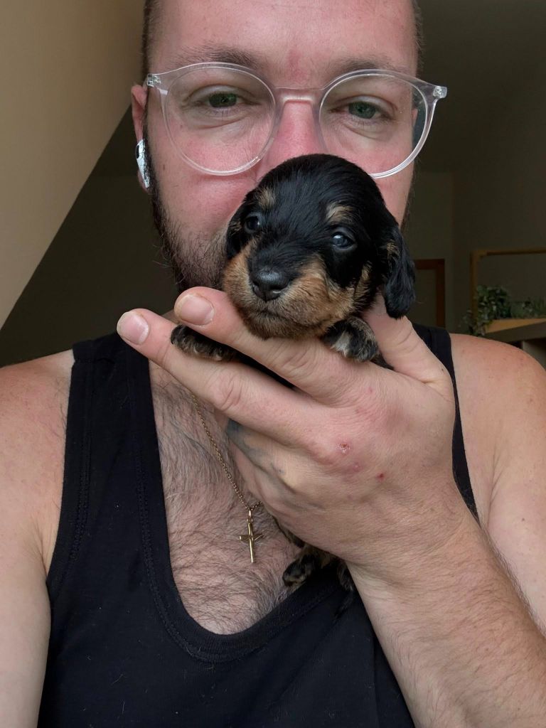 Gabéric's - Chiots disponibles - Teckel poil dur