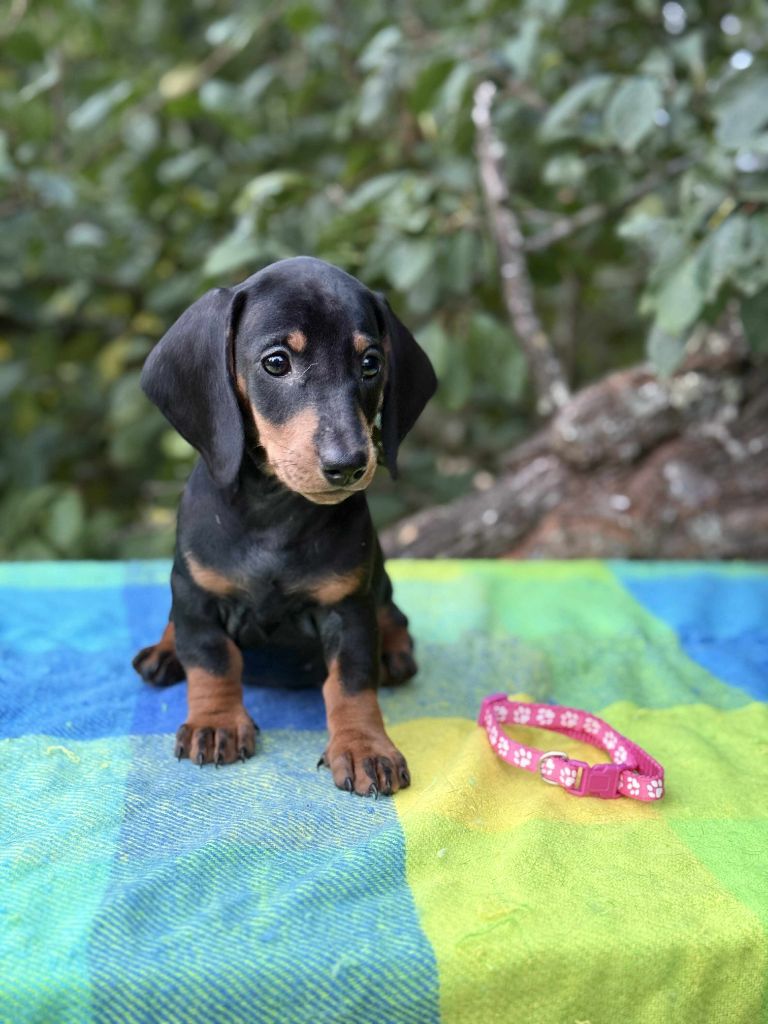 Gabéric's - Chiots disponibles - Teckel poil ras