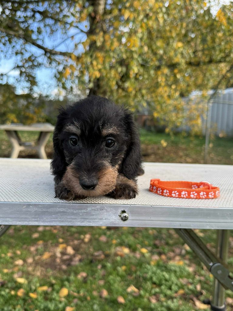 Gabéric's - Chiots disponibles - Teckel poil dur