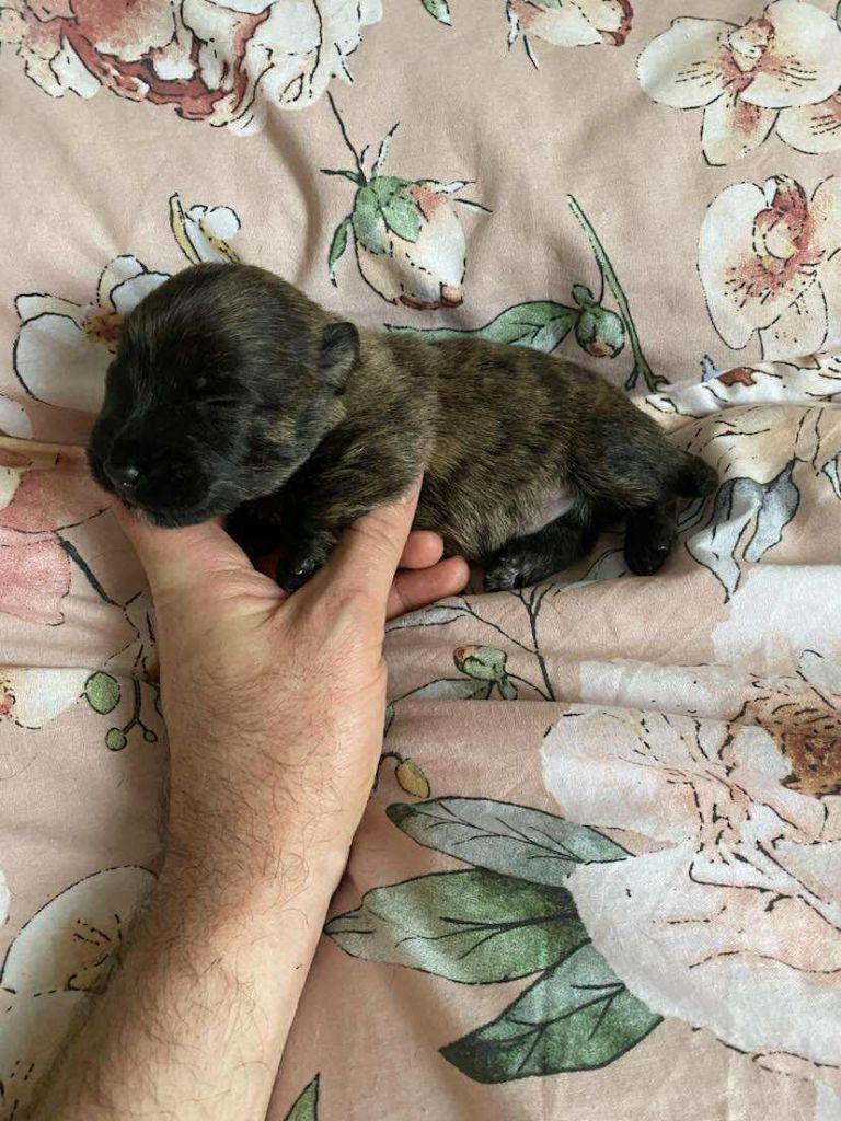Gabéric's - Chiots disponibles - Scottish Terrier