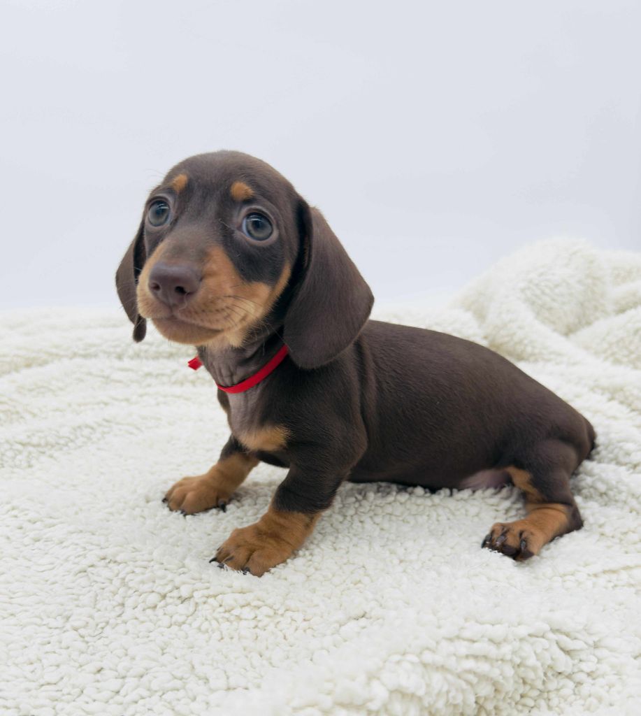 Gabéric's - Chiots disponibles - Teckel poil ras