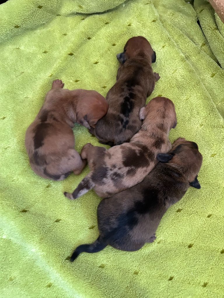 Chiot Teckel poil ras Gabéric's