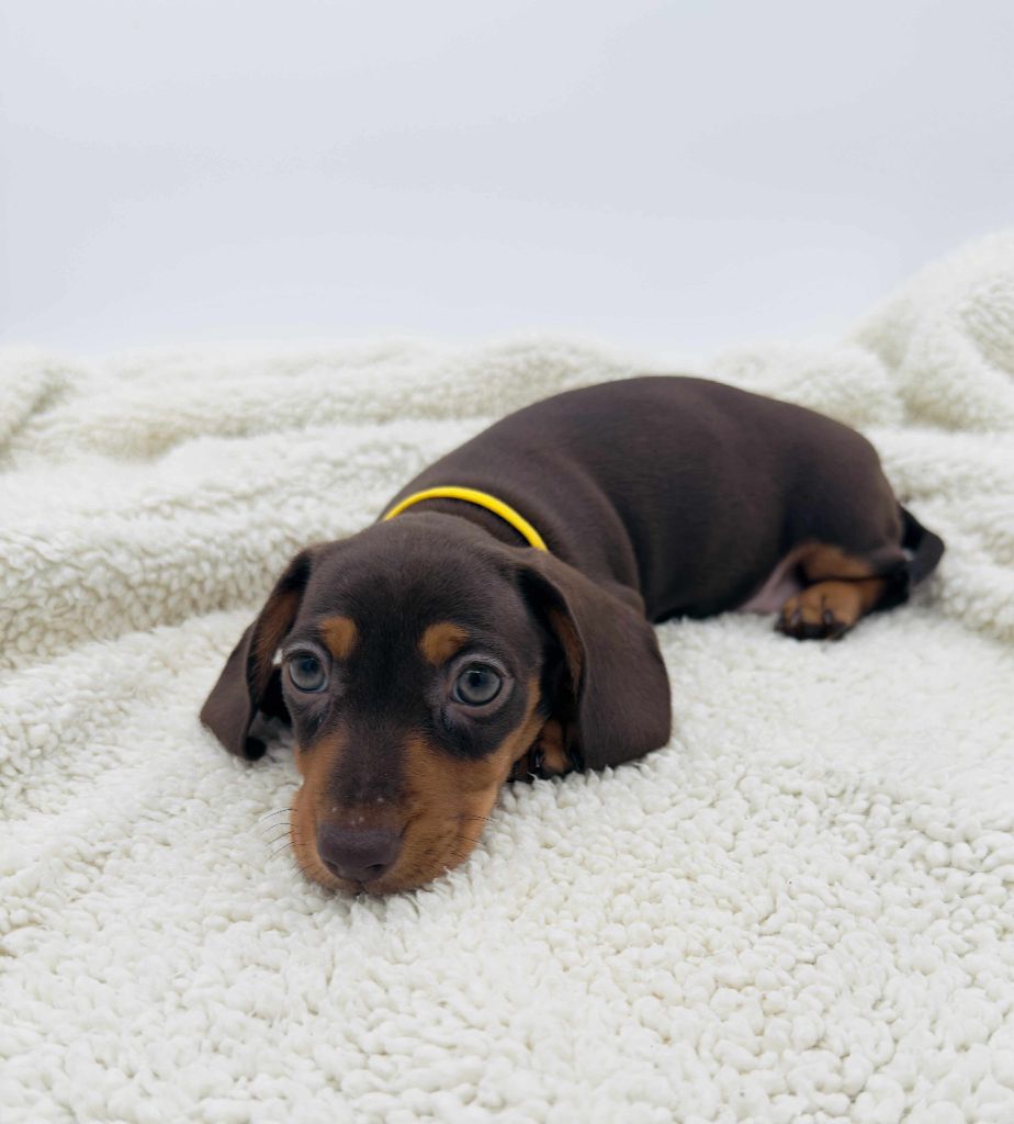 Gabéric's - Chiots disponibles - Teckel poil ras