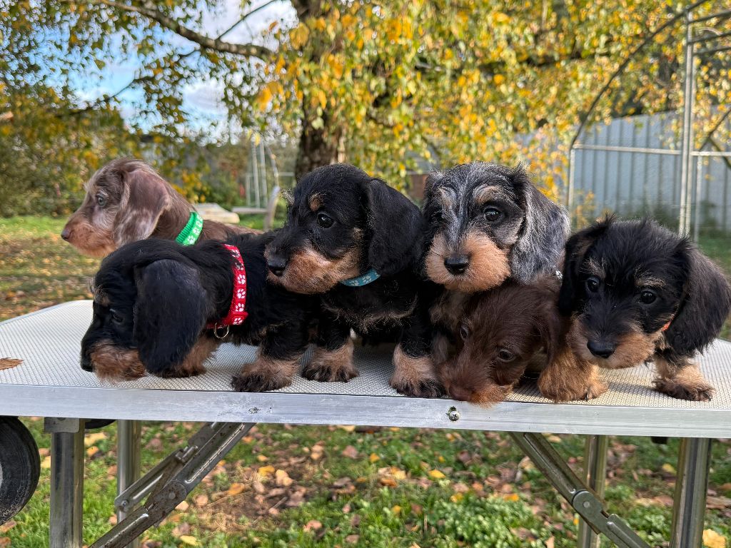 Gabéric's - Teckel poil dur - Portée née le 01/09/2025