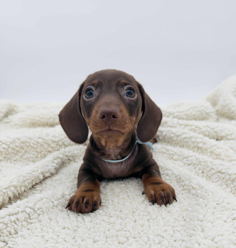 Gabéric's - Chiots disponibles - Teckel poil ras