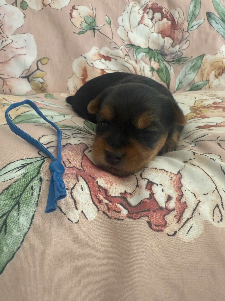 Gabéric's - Chiots disponibles - Yorkshire Terrier
