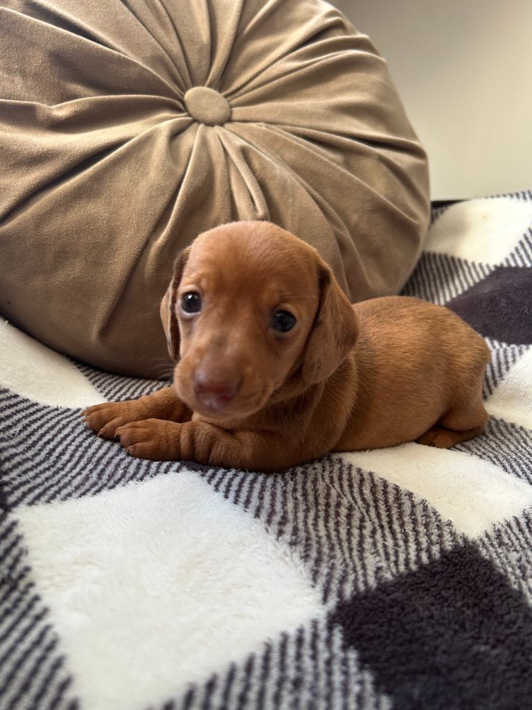 Gabéric's - Chiots disponibles - Teckel poil ras