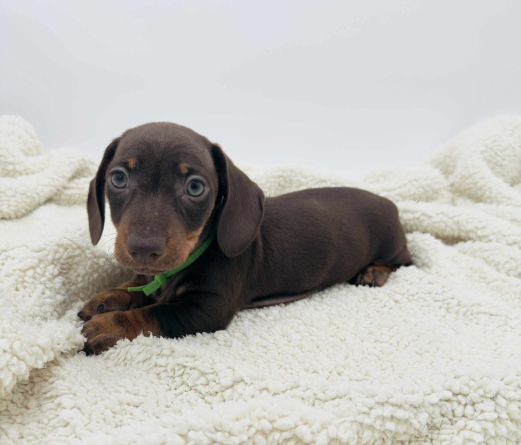Gabéric's - Chiots disponibles - Teckel poil ras