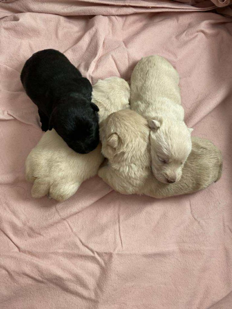 Gabéric's - Scottish Terrier - Portée née le 07/11/2025