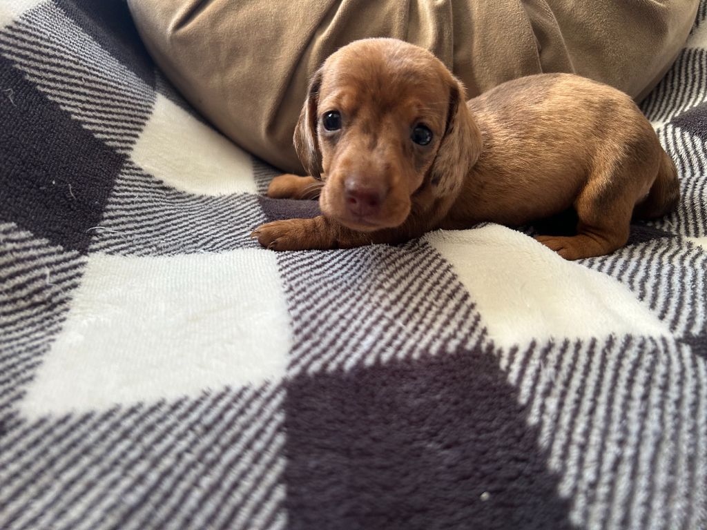 Gabéric's - Chiots disponibles - Teckel poil ras