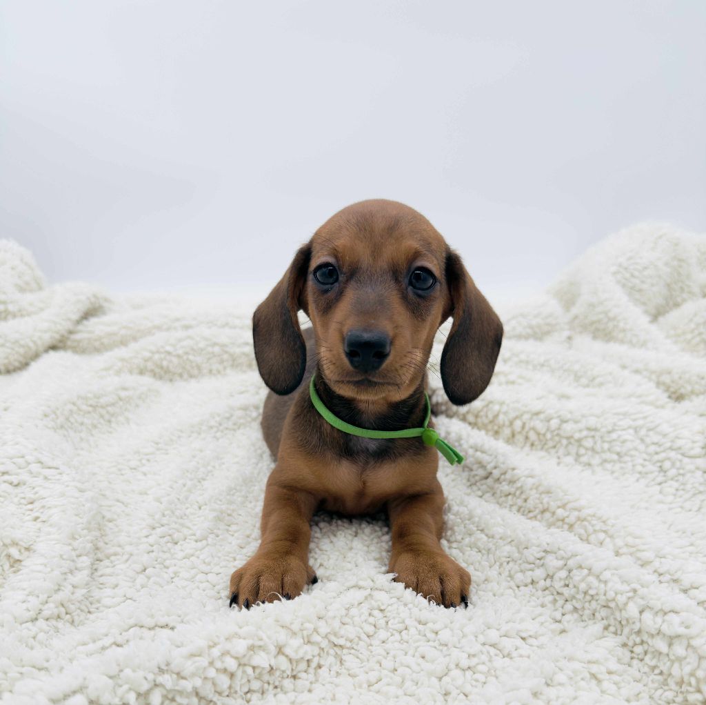 Gabéric's - Chiots disponibles - Teckel poil ras