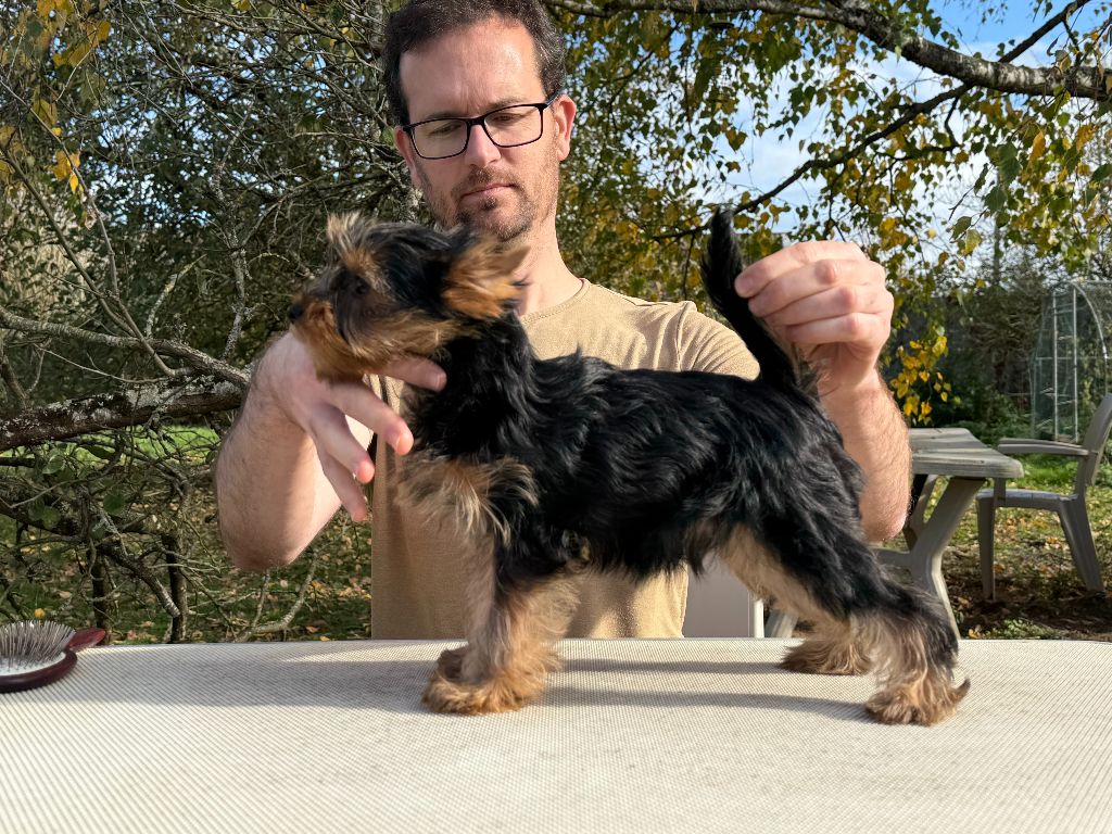 Gabéric's - Chiots disponibles - Yorkshire Terrier