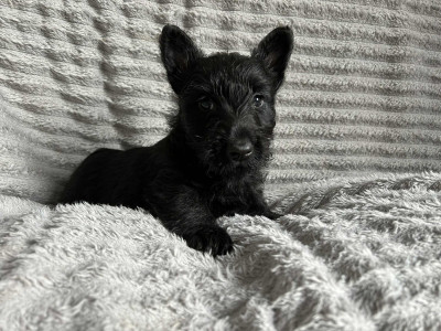 Grosse Femelle Noire