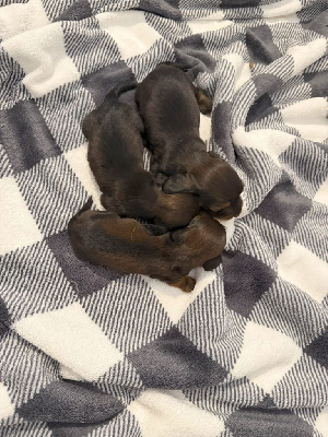 CHIOT 2