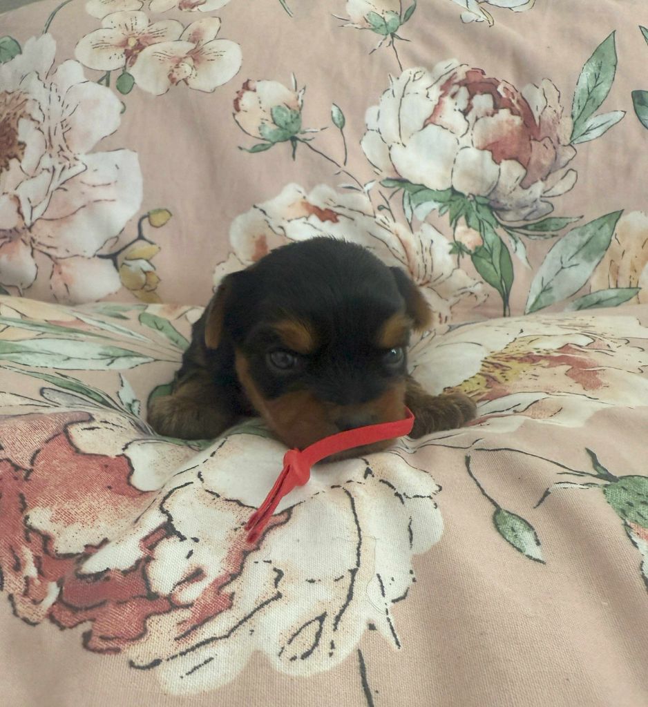 Gabéric's - Chiots disponibles - Yorkshire Terrier