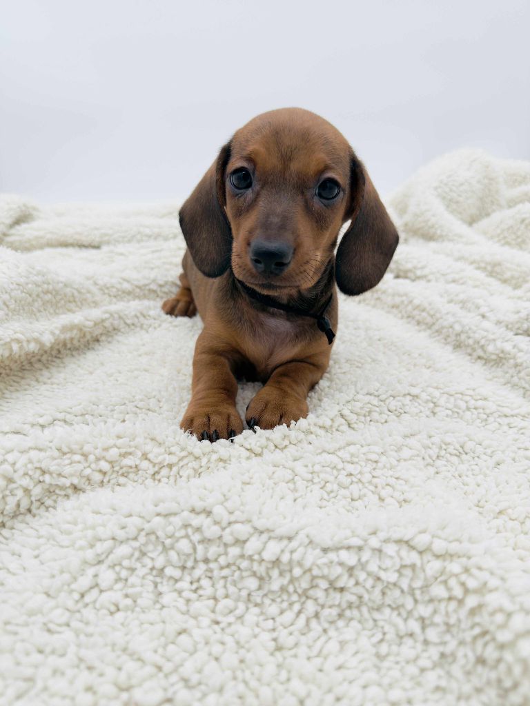 Gabéric's - Chiots disponibles - Teckel poil ras