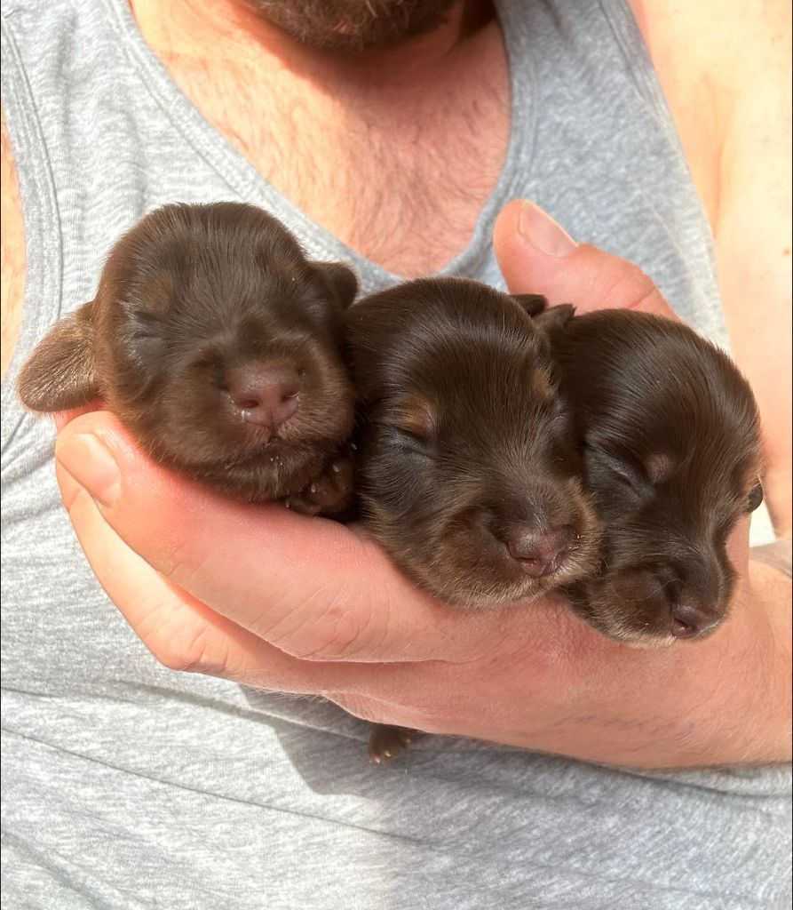 Chiot Teckel poil long Gabéric's