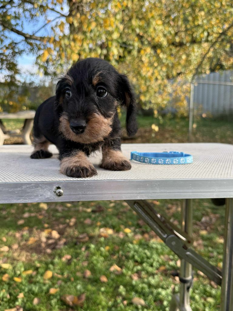 Gabéric's - Chiots disponibles - Teckel poil dur
