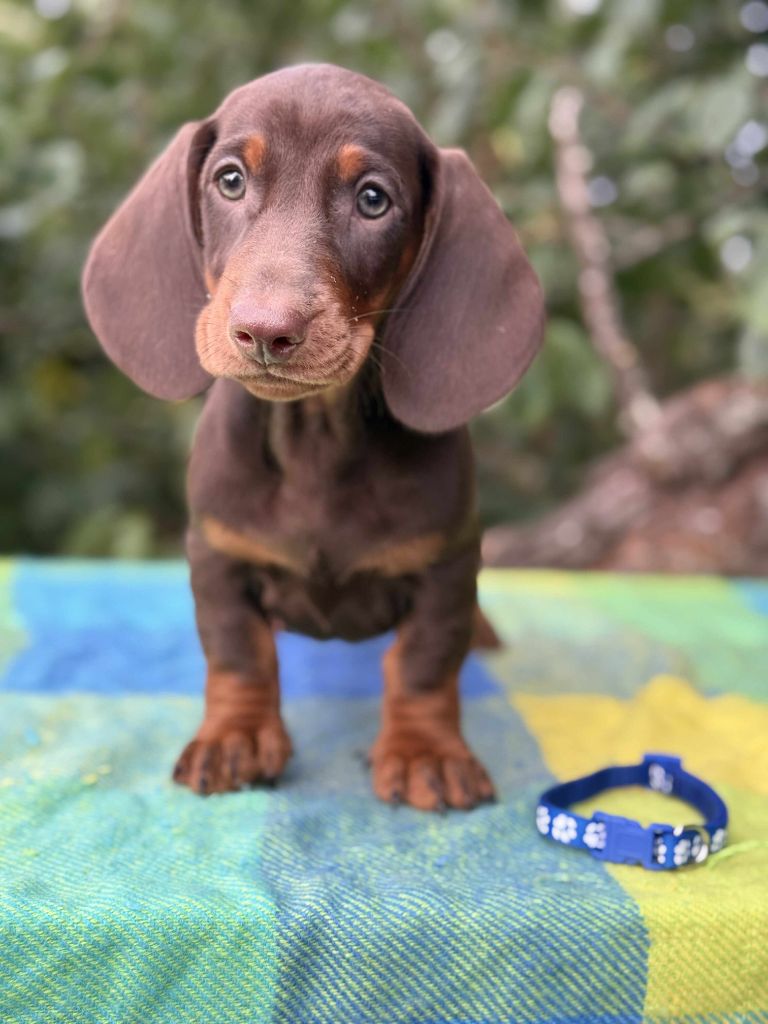 Gabéric's - Chiots disponibles - Teckel poil ras