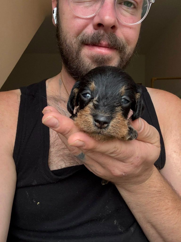 Gabéric's - Chiots disponibles - Teckel poil dur