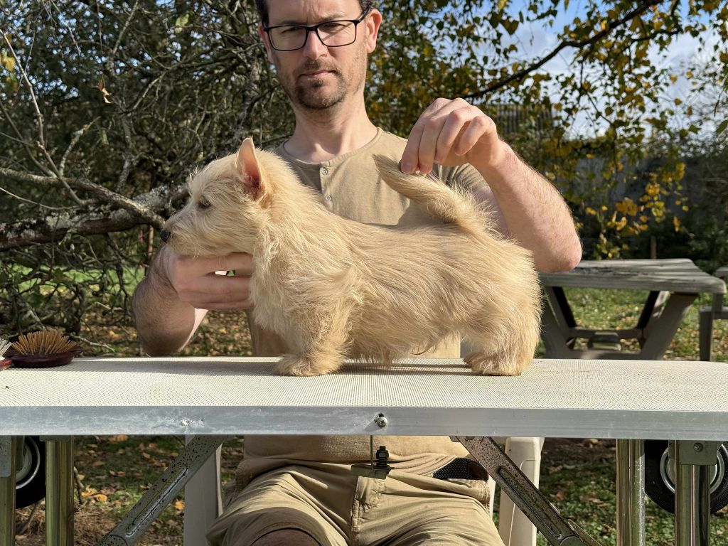 Gabéric's - Chiots disponibles - Scottish Terrier