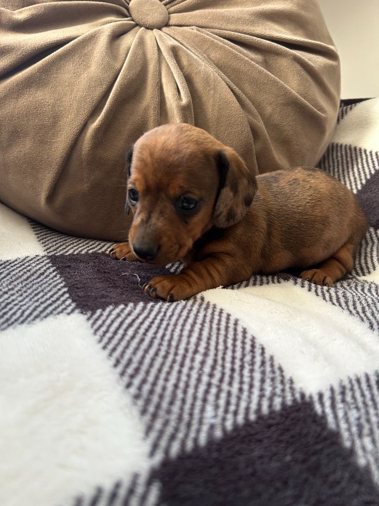Gabéric's - Chiots disponibles - Teckel poil ras
