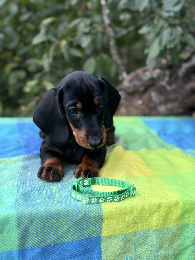 Gabéric's - Chiots disponibles - Teckel poil ras