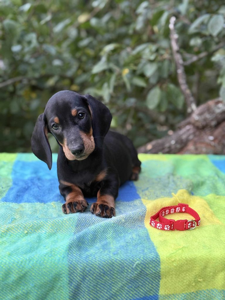 Gabéric's - Chiots disponibles - Teckel poil ras