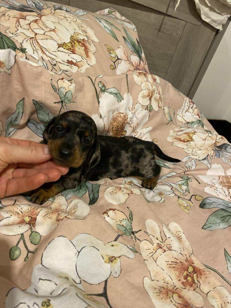 Gabéric's - Chiots disponibles - Teckel poil ras